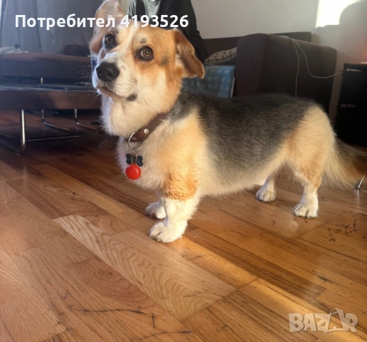 Продавам Уелско корги Пембрук трицветно с родословие, снимка 3 - Други - 54239157