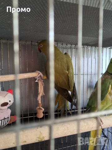 Двойка папагали малък Александър Намаление за месеца!, снимка 4 - Папагали - 45073486