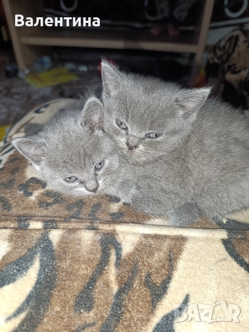 Британска късокосместа, снимка 11 - Британска късокосместа - 52705749