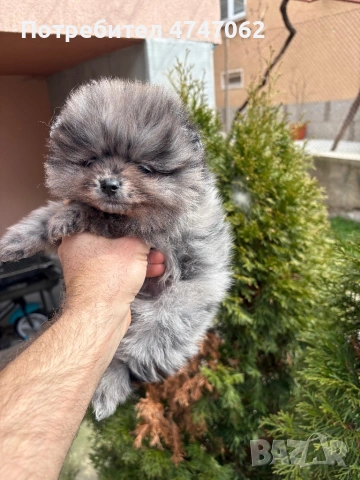 Померан момче, снимка 4 - Померан - 53923761