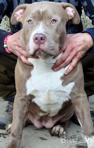 Американско Були Хл American bully Xl, снимка 4 - Други - 53669683