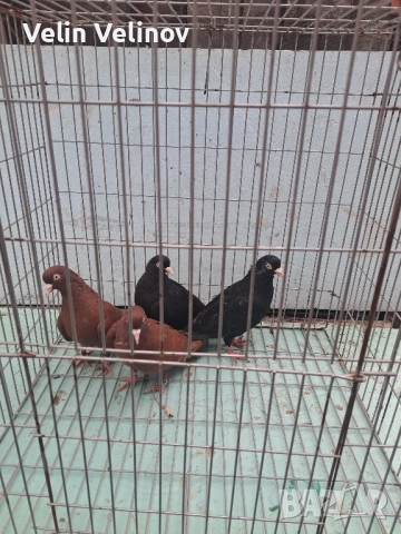 червени и черни донеци . , снимка 2 - Гълъби - 51869118