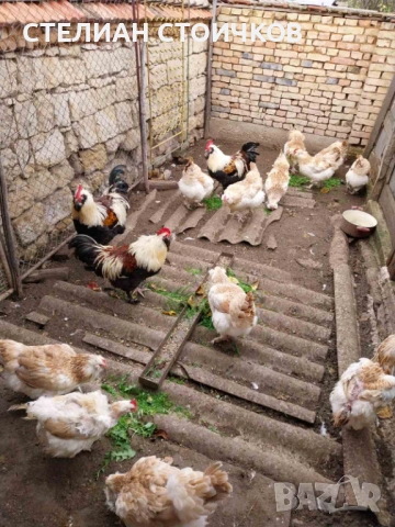 Яйца за люпене от фаверол , снимка 5 - Други - 53701573