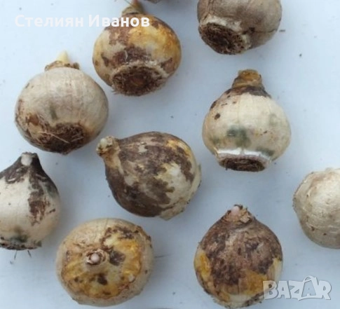 Пушкиния – бяла (Puschkinia scilloides var. libanotica 'Alba') – луковици, снимка 2 - Сортови семена и луковици - 52372659