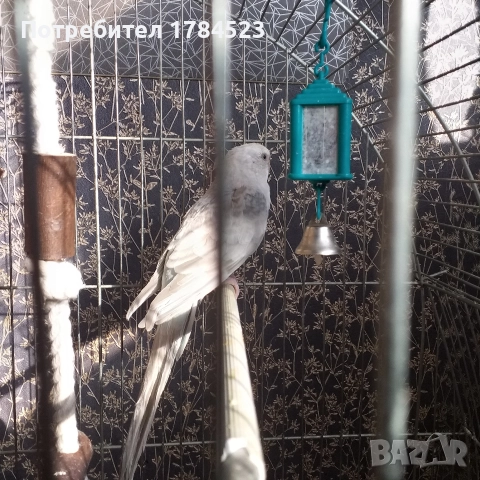 Женски поен папагал 2025г.