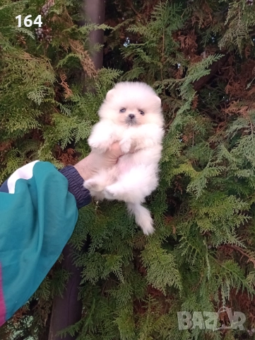 Мини Померани. Реални снимки от 19.12.25 год. , снимка 7 - Померан - 52849207