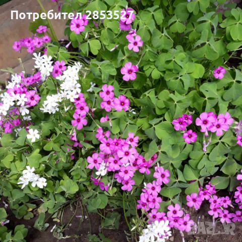 Детелина /Оксалис Микс розова и бяла, снимка 1 - Градински цветя и растения - 45492721