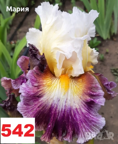 Сортови вискоки ириси /брадати ириси, снимка 12 - Сортови семена и луковици - 46410730