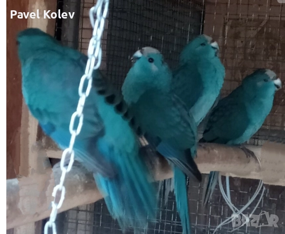 Коледна промоция на папагали , снимка 12 - Папагали - 52658145