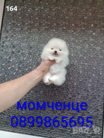 Бели миниатюрни минита. Померани. Реални снимки от 02.03.26 г. , снимка 5 - Померан - 53659158