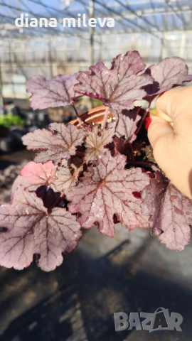 Хойхера  Amethyst Mist, снимка 6 - Градински цветя и растения - 52544153