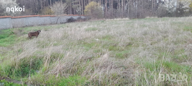 Продавам парцел в с.Великденче общ. Омуртаг, снимка 2 - Парцели - 54089453