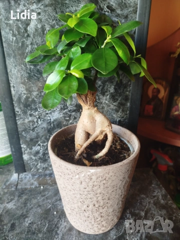 Фикус Женшен , снимка 2 - Стайни растения - 53449640