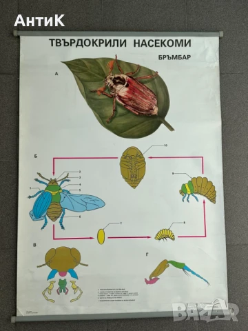 Соц Учебни Плакати Табла Постери Гъби, снимка 4 - Антикварни и старинни предмети - 51025156