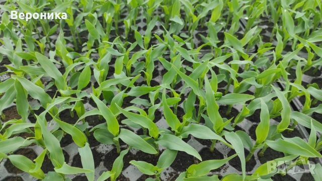 Предлагам разсад сладка царевица сорт Оверланд , снимка 4 - Разсади - 54195134