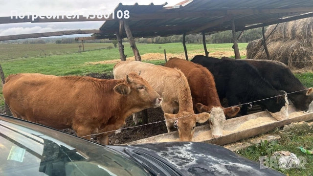 Свободни телета, снимка 6 - Крави - 52594778