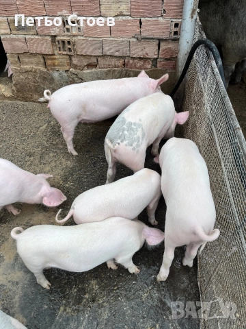 Малки прасета , снимка 3 - Прасета - 52316622