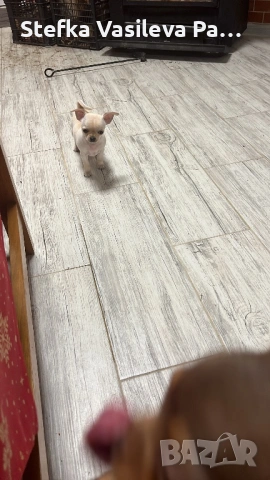 Женско мини мини чихи, снимка 4 - Чихуахуа - 53948487