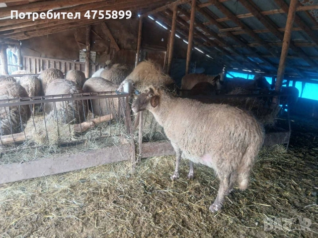 Продавам бременни овце , снимка 9 - Овце - 53721374