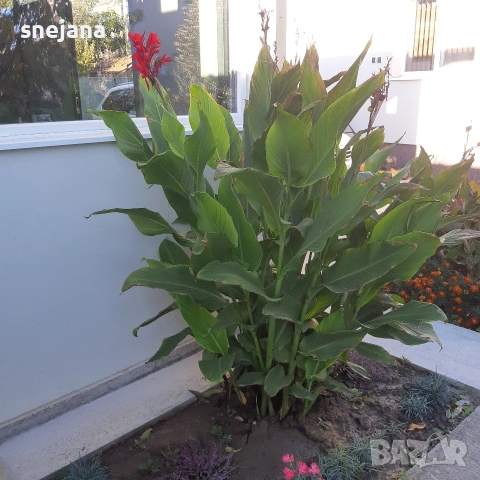 Червена кана луковици 