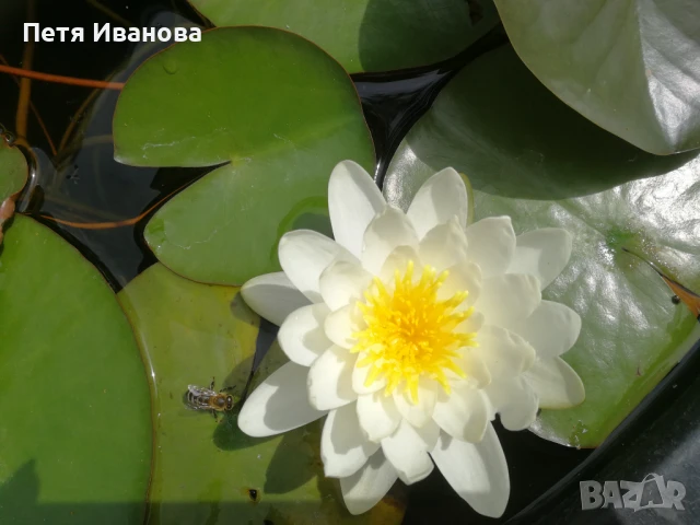 Водни лилии , снимка 4 - Градински цветя и растения - 50738369