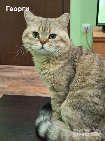 Британец за разплод, снимка 6 - Британска късокосместа - 53381430