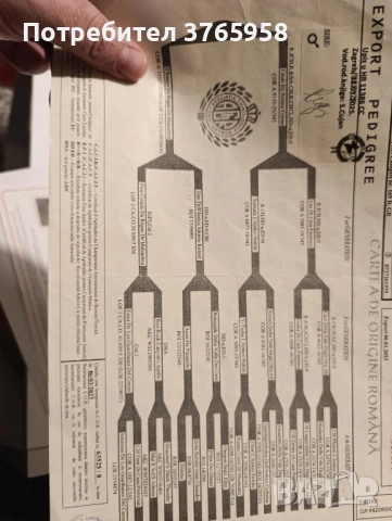 Кане корсо с родословие, снимка 4 - Кане корсо - 54013957