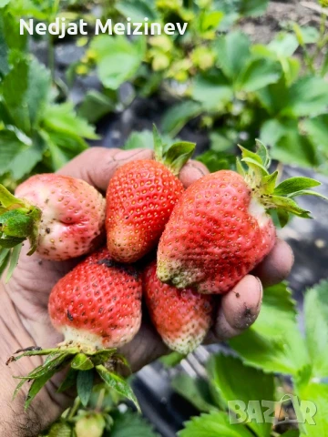 Разсад ягоди, малини и къпини, снимка 7 - Стайни растения - 51199735