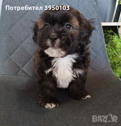 Shih poo/Mini poodle , снимка 2 - Ши Тцу - 54302526