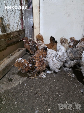 Продавам оплодени яйца от струмски стандарт, снимка 8 - други­ - 53832836