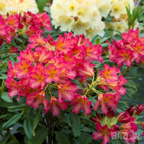 Рододендрон-(Налични 6 цвята), снимка 3 - Градински цветя и растения - 53878434