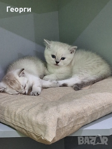 Британски късокосмести, снимка 7 - Британска късокосместа - 52717297