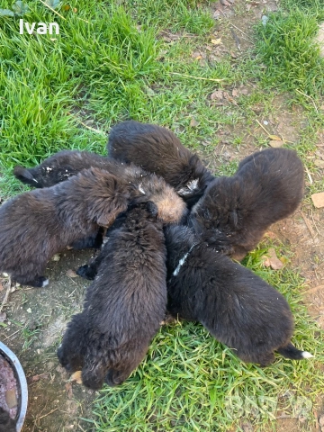 Каракачанки малки