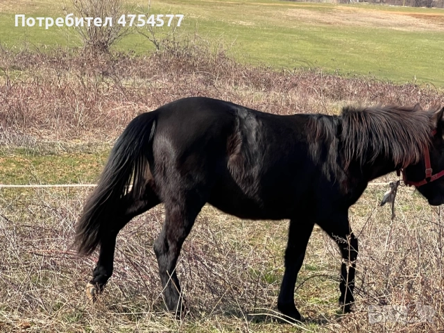 Каракачанска, снимка 6 - Коне - 53701803