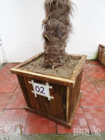 Студоустойчиви палми Трахикарпус в дървени саксии, снимка 7 - Градински цветя и растения - 45325945