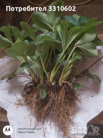 Разсад ягоди сорт Алегро