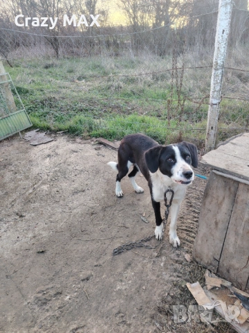 Роки търси нов дом , снимка 2 - Други - 53031838