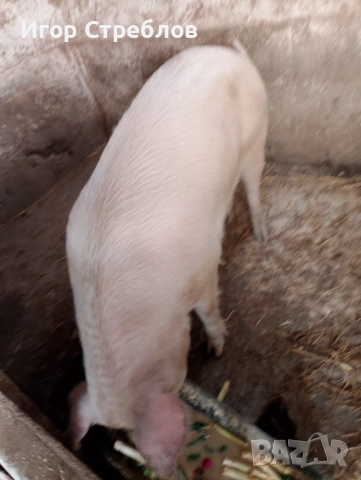 Прасе за клане