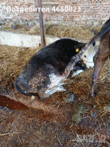 Продавам крави и телета, снимка 5 - За селскостопански - 52412159