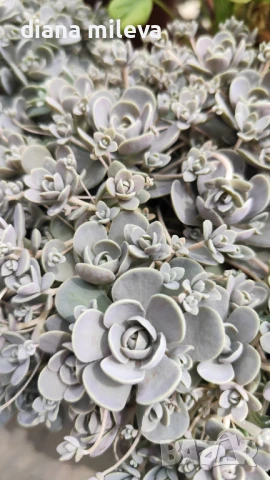 Седум Оростахис, Китайска шапка, Orostachys ‘Chinese Hat', снимка 3 - Градински цветя и растения - 51397227