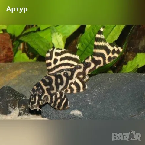  ПРОМОЦИИ Хипанциструси л333, снимка 1