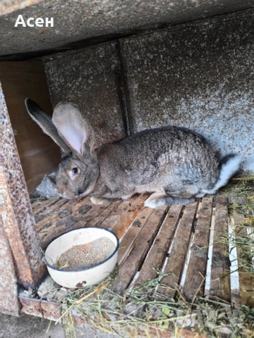 Белгийски великани , снимка 7 - Други - 54203581