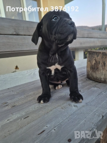 Кане Корсо женски, снимка 2 - Кане корсо - 52833256