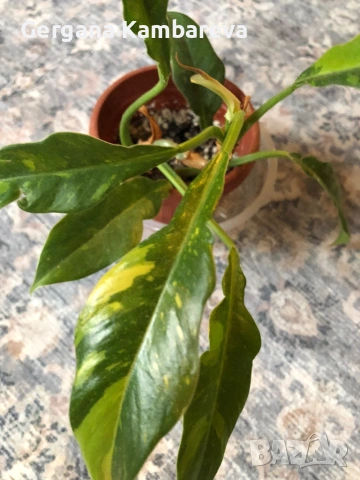Philodendron Ring of Fire 