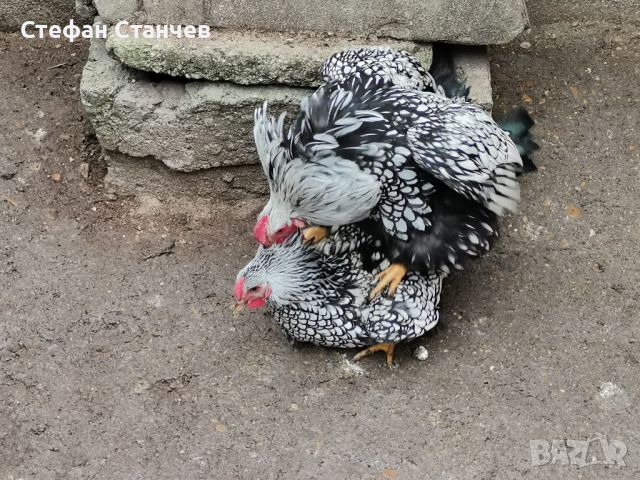 Яйца от златен и сребърен виандот., снимка 7 - други­ - 45769110