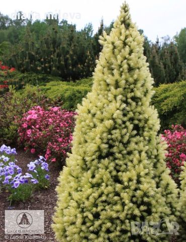 Пицея Дейзи, Picea glauca 'Daisy's White', снимка 3 - Градински цветя и растения - 45407305