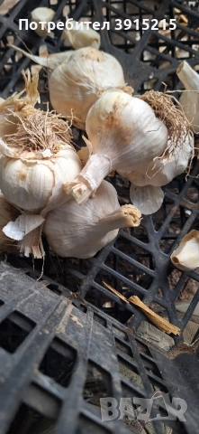 Български чесън.Имам и пролетен.