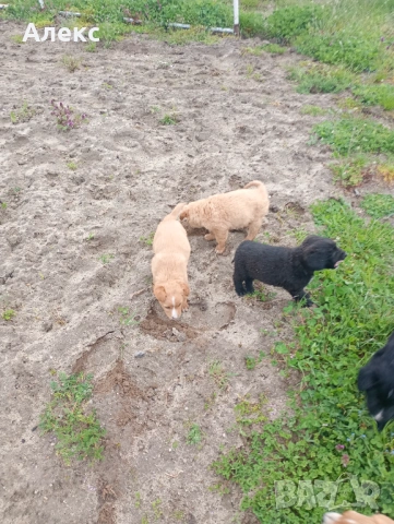 Подарявам кученца!, снимка 4 - Други - 54154370