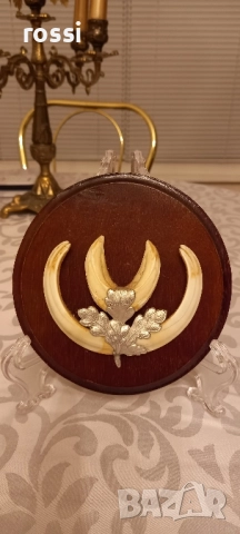 Красиви немски трофеи диво прасе, документ, трофей