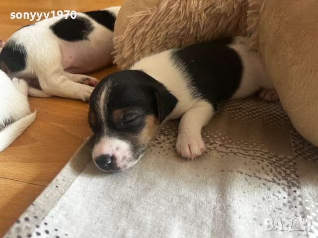 ДЖАК РЪСЕЛ-СЛАДКО БЕБЕ ПО ИЗБОР 0909252147, снимка 3 - Джак ръсел териер - 51660144